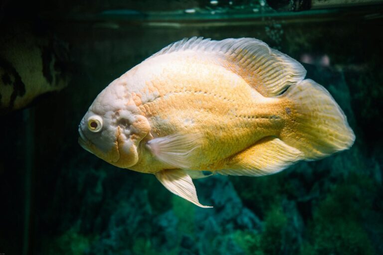 Goldfish in dark water representing the Oscar party scene